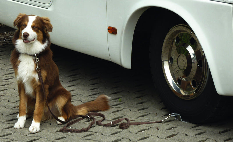 Hundehalterung Dog-Sitter, auch f.groÃe Hunde, Aluminiumplatte